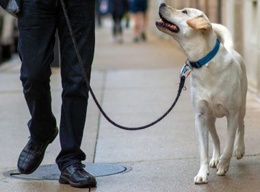 Cum încearcă autorităţile din Tel Aviv să păstreze oraşul curat: Proprietarii de câini, obligaţi să ofere mostre din ADN-ul animalului