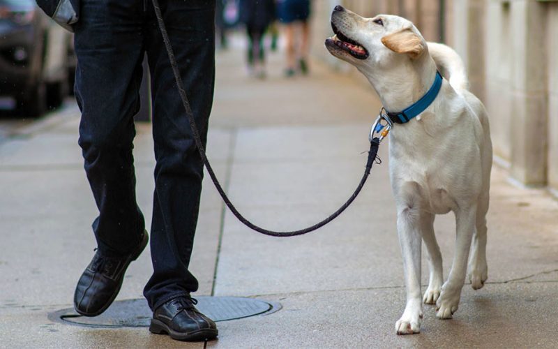 Cum încearcă autorităţile din Tel Aviv să păstreze oraşul curat: Proprietarii de câini, obligaţi să ofere mostre din ADN-ul animalului