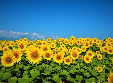 Prognozele specialiştilor pentru culturile de floarea soarelui şi porumb