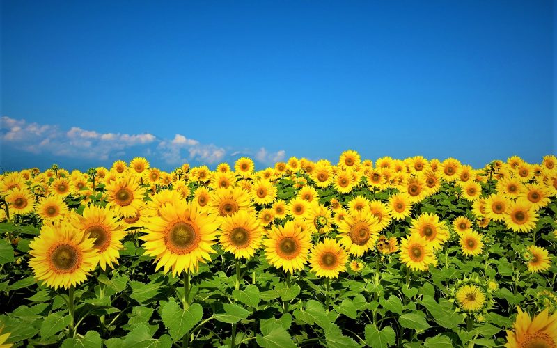 România are producţie-record la floarea-soarelui, dar uleiul îl produc alţii!