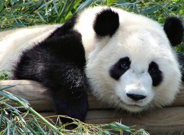 Ursul panda nu mai este pe cale de dispariţie, însă rămâne o specie ameninţată