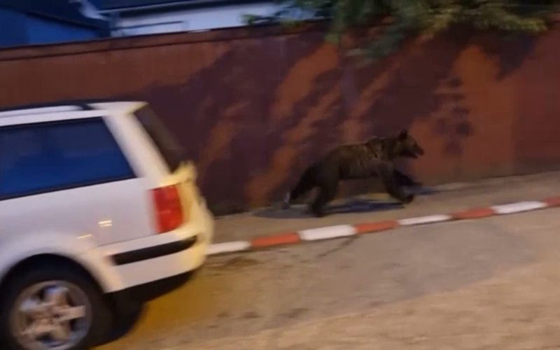 Urs filmat în timp ce aleargă pe un bulevard din Braşov