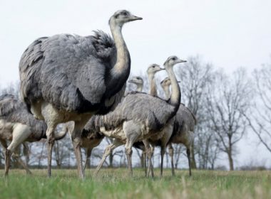 Şase păsări Rhea scăpate de la o grădină zoologică privată din Germania s-au înmulţit, s-au adaptat şi au devenit un coşmar pentru fermieri