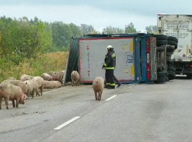 Tiruri cu porci răsturnate pe şosea