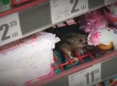 Şoarece filmat în timp ce mânca ciocolată, într-un hipermarket din Cluj-Napoca