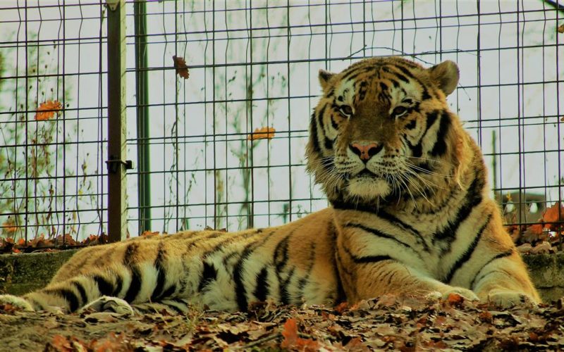O grădină zoologică din SUA a început vaccinarea animalelor anti-Covid