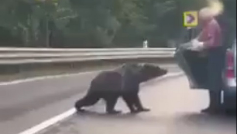 Un turist care hrănea urşii într-o parcare de pe Transfăgărăşan, amendat de jandarmi
