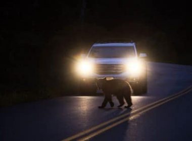 Urs omorât pe DN1