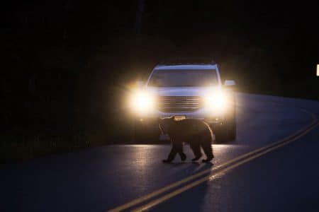 Urs ucis într-un accident