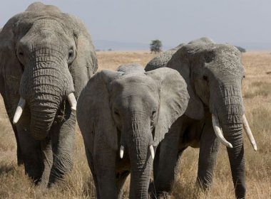 Ospăţ cu fructe pentru elefanţii de la un sanctuar din India cu prilejul Zilei Internaţionale a Elefanţilor