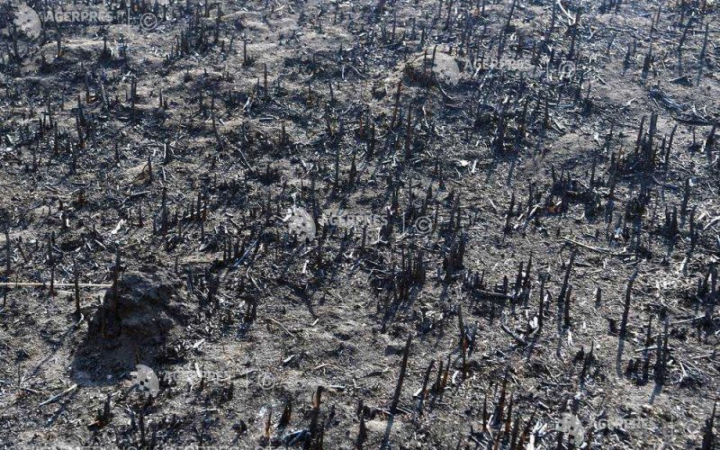 2.000 de metri pătraţi de vegetaţie uscată au ars în Cartierul Latin
