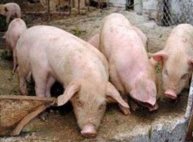 Pestă porcină, descoperită la alte două ferme din judeţul Buzău. Mii de animale vor fi sacrificate