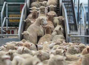 Animals International avertizează că „vapoarele morţii” pleacă cu mii de oi în plină caniculă. ANSVSA a interzis acest lucru