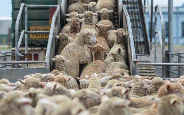 Animals International avertizează că „vapoarele morţii” pleacă cu mii de oi în plină caniculă. ANSVSA a interzis acest lucru
