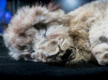 Un pui de leu de peşteră de acum 28.000 de ani a fost descoperit conservat aproape intact în permafrost