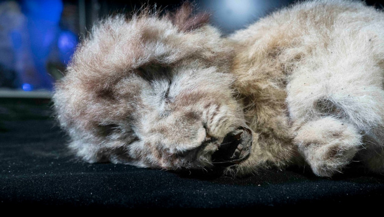 Un pui de leu de peşteră de acum 28.000 de ani a fost descoperit conservat aproape intact în permafrost