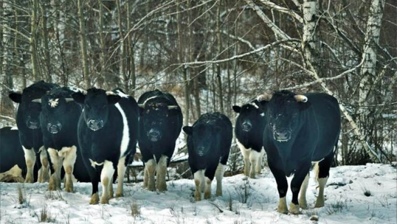 Vacile de la Cernobîl s-au sălbăticit şi şi-au creat propria „lume”. Comportamentul animalelor i-a uimit pe cercetători