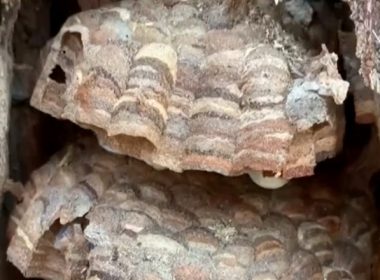 Un cuib de „viespi ucigaşe”, cele mai mari din lume, a fost distrus în SUA
