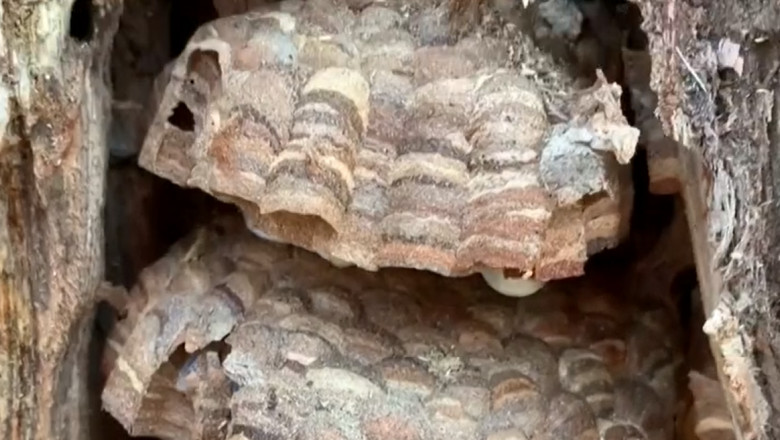 Un cuib de „viespi ucigaşe”, cele mai mari din lume, a fost distrus în SUA