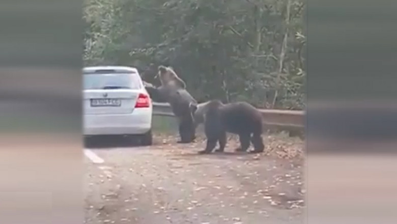 Gest periculos al unor turişti pe Transfăgărăşan. Şi-au riscat viaţa pentru o fotografie cu un urs