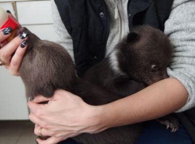 Poveştile urşilor de la Sanctuarul Zărneşti: „Erau cât două pisicuţe, aveau 1,5 kg şi au plâns luni de zile după mamă”