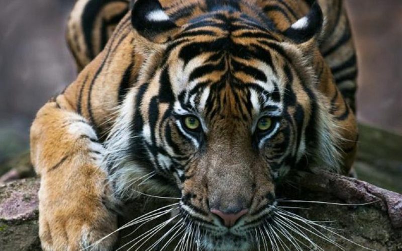 Un tânăr a fost ucis de un tigru de Sumatra, specie în pericol de dispariţie