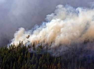 Incendiile de vegetaţie ameninţă România