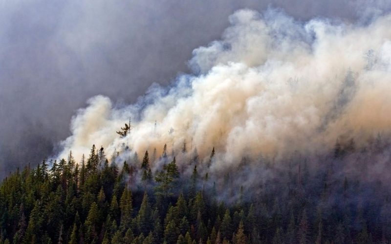 Incendiile de vegetaţie ameninţă România