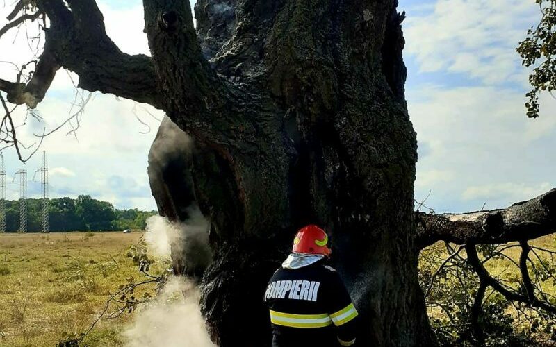 Un copac secular a luat foc după ce a fost lovit de fulger, fiind necesară intervenţia pompierilor