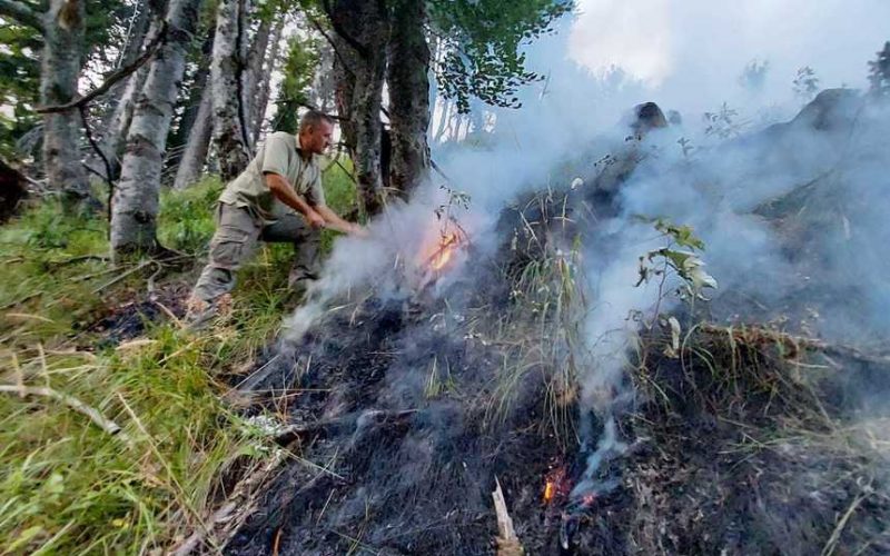 Incendiu de pădure în Munţii Căpăţânii. Patru hectare de copaci tineri au fost cuprinse de flăcări