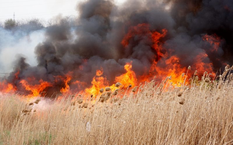 Incendiu de vegetaţie extins la 3 cabane şi la culturi de viţă-de-vie şi porumb