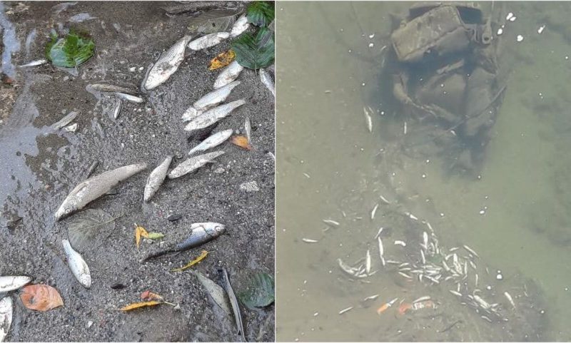 Sute de peşti au murit pe Jiul de Vest; autorităţile investighează cauzele incidentului