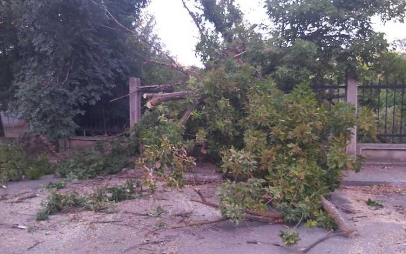 Furtuni puternice în Brăila şi Galaţi - Autorităţile intervin pentru îndepărtarea efectelor / Zeci de apeluri la 112 pentru a reclama copaci căzuţi pe maşini, pe carosabil sau pe cabluri