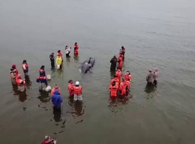 Au salvat un pui de balenă ucigaşă