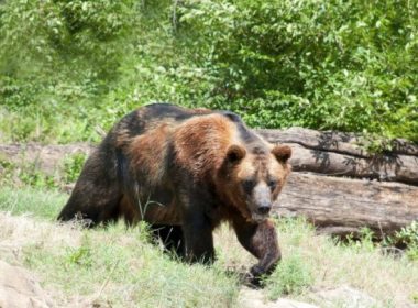 Un urs a intrat într-o gospodărie din localitatea Tazlău şi a omorât o oaie