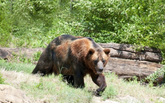 Urs lovit de două maşini pe DN1; a fugit în pădure, fiind ulterior localizat