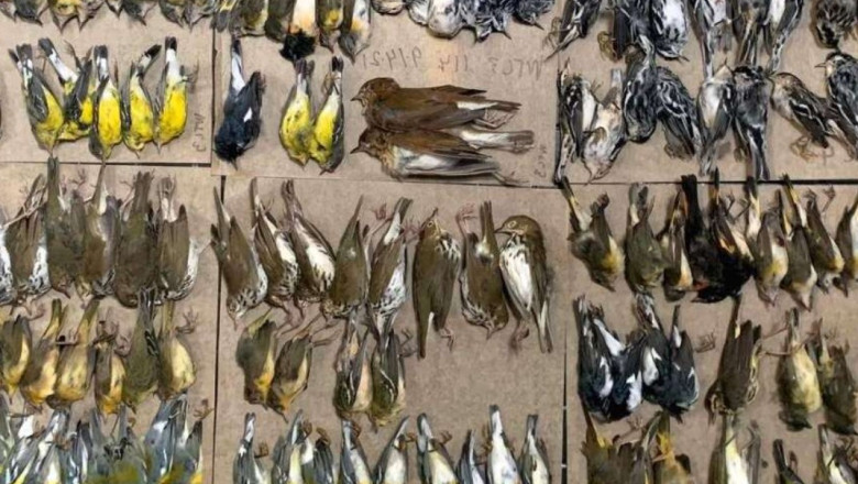 Imagini de coşmar pe străzile din New York. Sute de păsări migratoare au murit lovindu-se de zgârie-nori