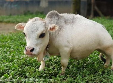 Rani, cea mai mică vacă din lume a intrat postum în Guinness World Records
