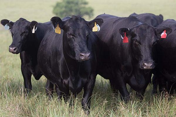 Aberdeen Angus – Rasa de vaci care a cucerit fermele româneşti