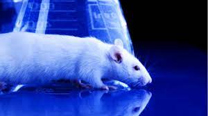 Parlamentul European cere eliminarea experimentelor pe animale în scopuri ştiinţifice