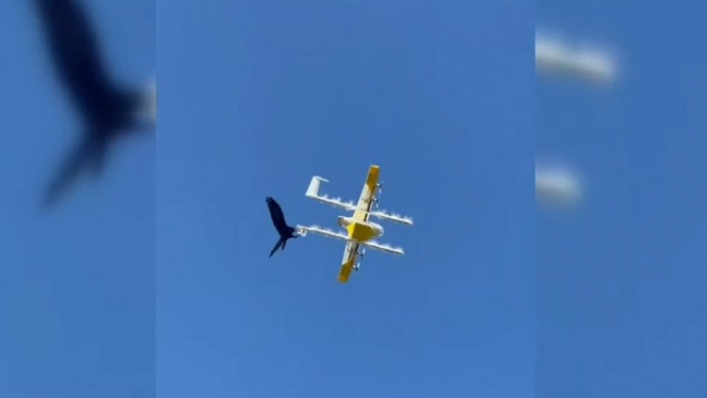Drone de livrări, atacate de corbi. O companie din Australia a fost nevoită să-şi suspende activitatea