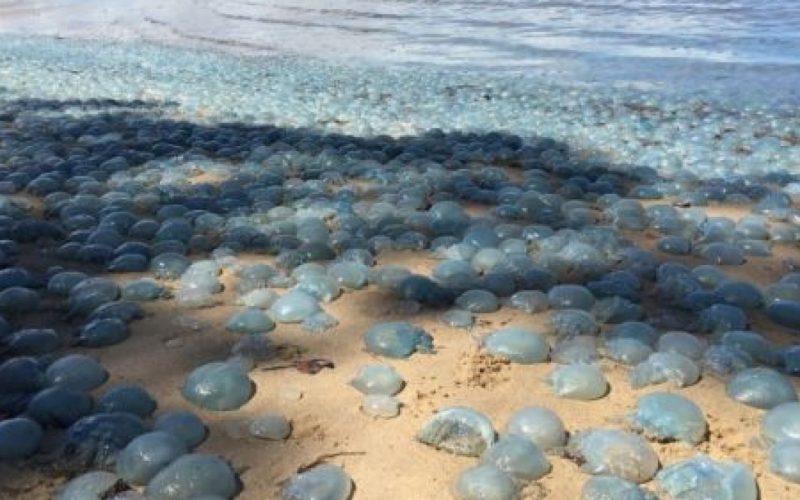 Invazie de meduze pe plajă