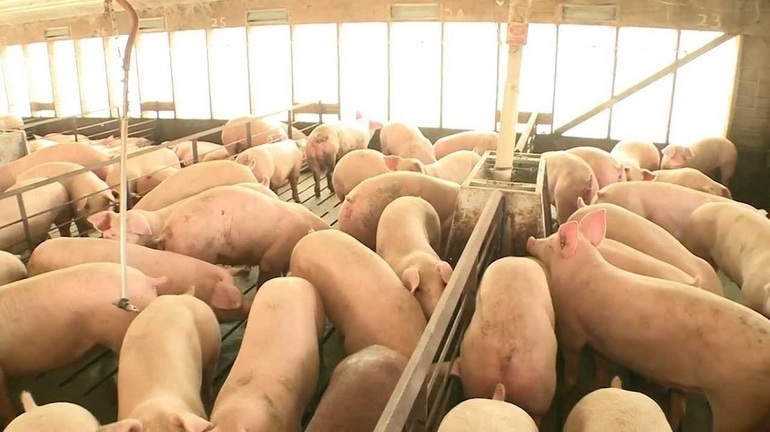 Focar de pestă porcină africană în cea mai mare fermă de porci din Ialomiţa. 24.000 de animale vor fi sacrificate