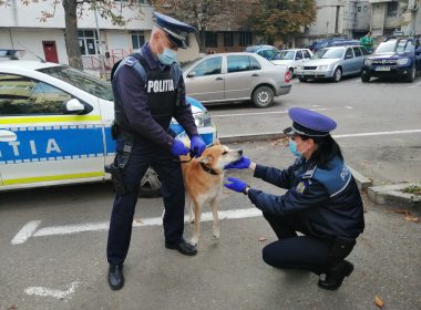 Poliţia animalelor: 8 luni şi sute de animale salvate