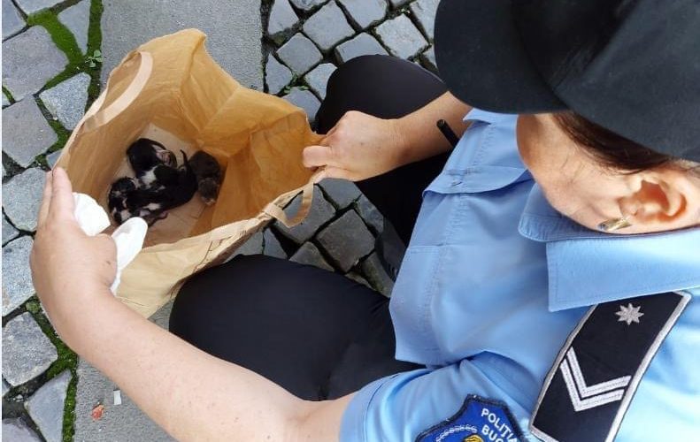 Bucureştean care a abandonat cinci pui de pisică, sancţionat cu 3.000 de lei