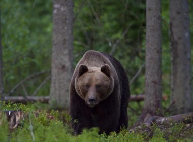  A fost relocată o ursoaică ce venea în Izvoru Mureşului şi provoca pagube