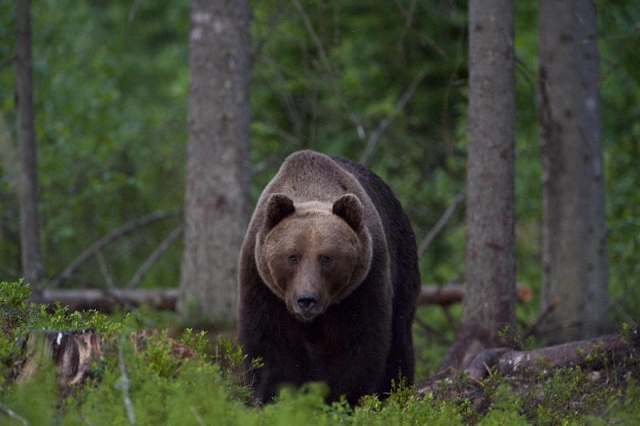  A fost relocată o ursoaică ce venea în Izvoru Mureşului şi provoca pagube