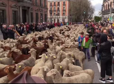 Mii de oi şi capre pe străzile din Madrid