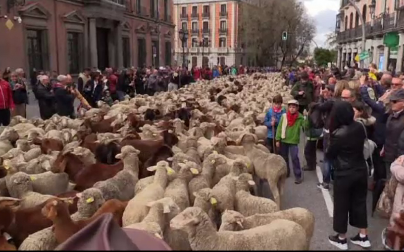 Mii de oi şi capre pe străzile din Madrid