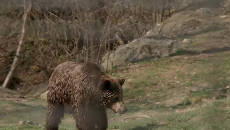 Un urs a fost împuşcat la Comarnic, după ce a atacat echipa care intervenise să-l alunge din localitate